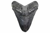Fossil Megalodon Tooth - South Carolina #360760-1